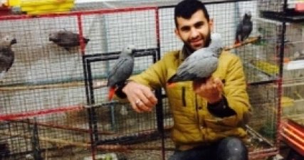 Kaybolan Papağanı Bulana 500 Lira Ödül Verecek