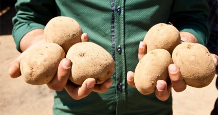 Van’da patates üretimi için çağrı